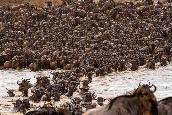 7-Day Mid-Range Serengeti & Ngorongoro Safari: Wildebeest Migration and Classic Game Drives photo 1