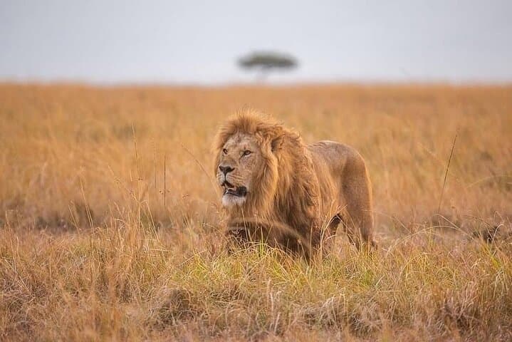 7-Day Mid-Range Serengeti & Ngorongoro Safari: Wildebeest Migration and Classic Game Drives photo 2
