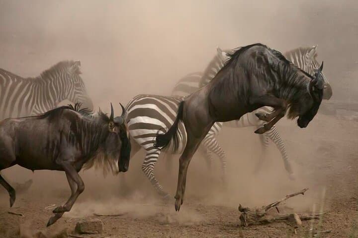 7-Day Mid-Range Serengeti & Ngorongoro Safari: Wildebeest Migration and Classic Game Drives photo 3
