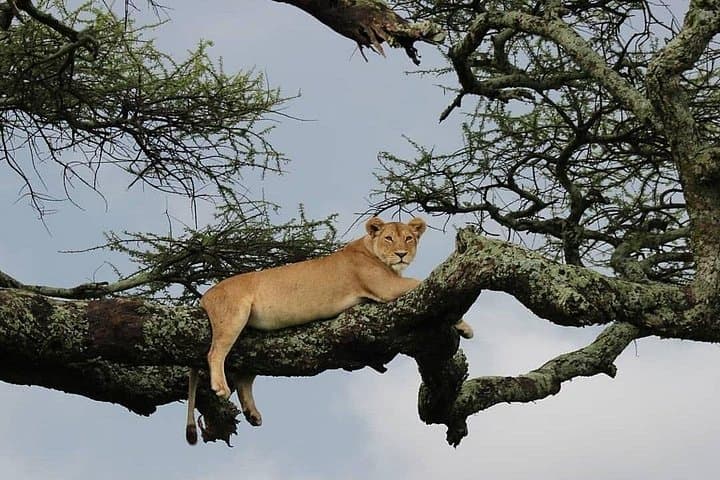 7-Day Mid-Range Serengeti & Ngorongoro Safari: Wildebeest Migration and Classic Game Drives photo 4