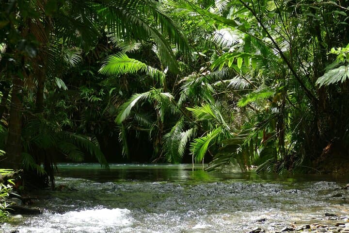 Private Luxury Cape Tribulation Adventure and Daintree Crocodile Cruise photo 5