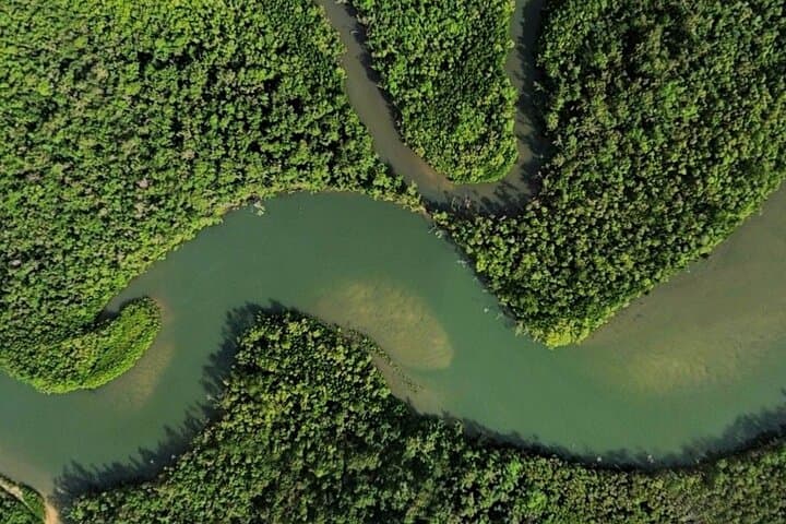 Private Luxury Cape Tribulation Adventure and Daintree Crocodile Cruise photo 6