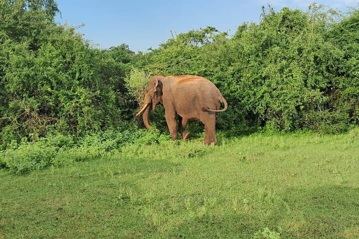 7-Day Sri Lanka Round Trip: Culture, Nature & Safari Adventure photo 2