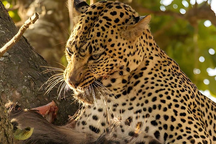 4-Day Wildlife Camping Safari Tarangire Serengeti Ngorongoro photo 4