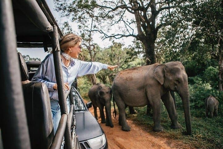 Private Jeep Safari in Yala and Bundala National Parks — Leopards, Elephants & Birdwatching photo 1