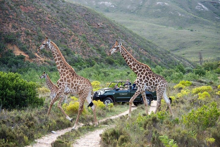 Cape Town 3-Day Safari, Robben Island & Hermanus Whale-Watching Tour photo 1