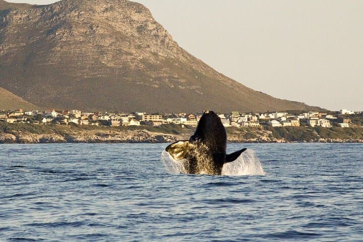 Cape Town in Three Acts: Whales, Wine, and Tandem Flight photo 2