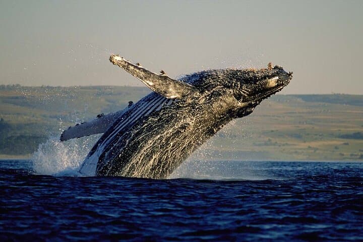 Cape Town in Three Acts: Whales, Wine, and Tandem Flight photo 3