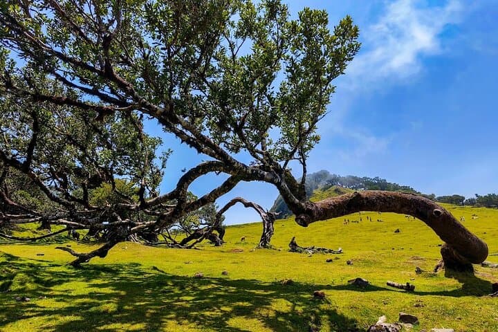 4WD West Wonders Shore Excursion from Funchal — Madeira’s Northwest in a Day photo 3