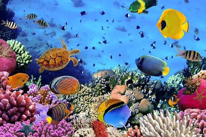 Havelock Coral Experience: Semi-Submarine Ride and Radhanagar Beach Escape photo 4