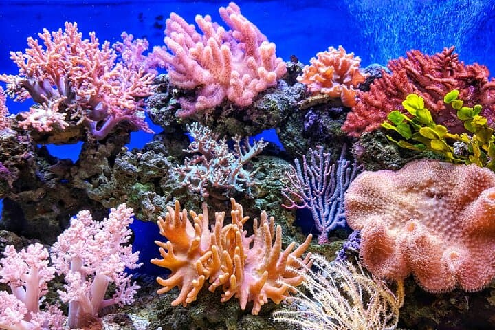 Havelock Coral Experience: Semi-Submarine Ride and Radhanagar Beach Escape photo 6