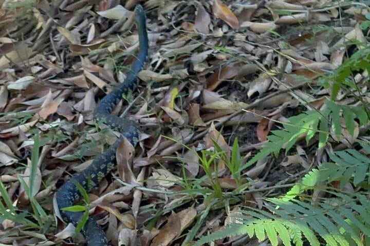 2-Day Andasibe Wildlife Adventure: Indri Encounters & Night Walks in Madagascar photo 2