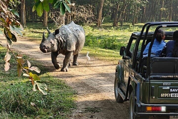 Pobitora Wildlife Sanctuary Safari from Guwahati: Rhino Jeep Tour, Lunch & Local Guide