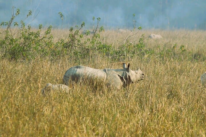 Pobitora Wildlife Sanctuary Safari from Guwahati: Rhino Jeep Tour, Lunch & Local Guide photo 2
