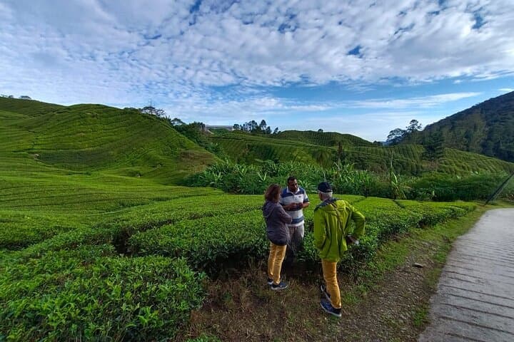 Mossy Forest Walk and BOH Tea Estate: Full-Day Cameron Highlands Tour photo 2