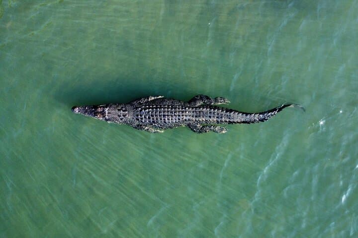 Private Luxury Cape Tribulation Adventure and Daintree Crocodile Cruise photo 3