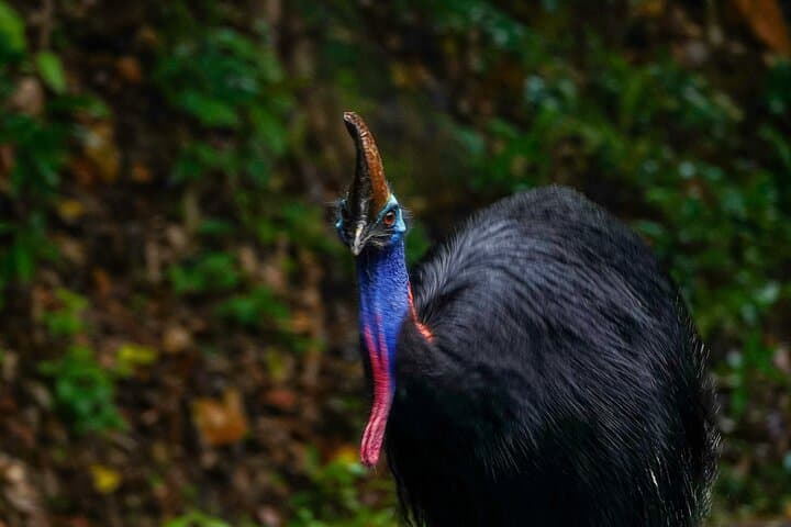 Private Luxury Cape Tribulation Adventure and Daintree Crocodile Cruise