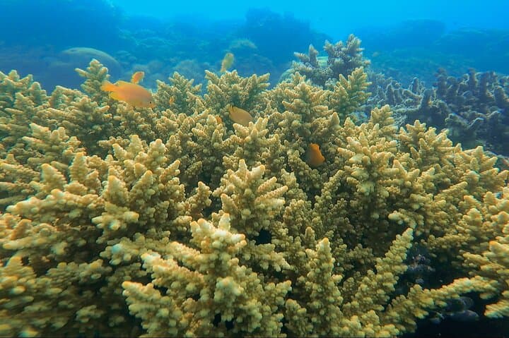 3-Day Open Sailing Trip Labuan Bajo — Liveaboard Komodo, Padar & Pink Beach photo 5