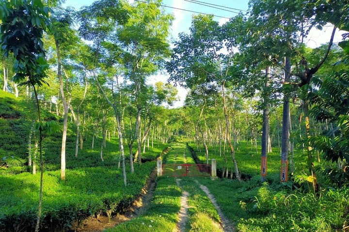4-Day Srimangal Adventure: Cycling Tea Estates, Lawachara & Baikka Beel photo 2