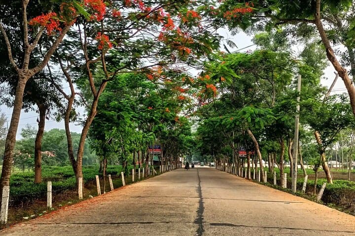 4-Day Srimangal Adventure: Cycling Tea Estates, Lawachara & Baikka Beel photo 6