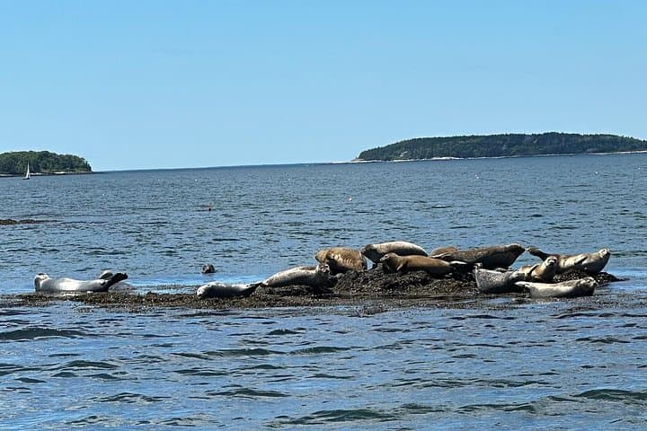 Private Kennebunkport Wildlife Eco Tour aboard the Miss Megan II photo 2