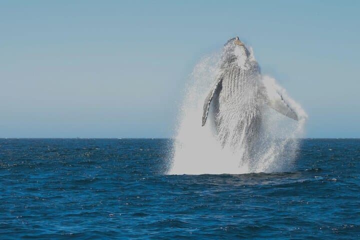 El Arco & Whale Watching: Small-Group Boat Tour in Cabo San Lucas