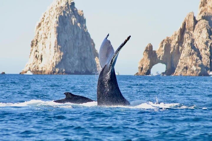 El Arco & Whale Watching: Small-Group Boat Tour in Cabo San Lucas photo 2