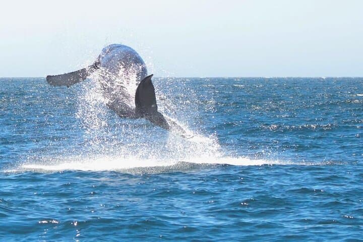 El Arco & Whale Watching: Small-Group Boat Tour in Cabo San Lucas photo 3