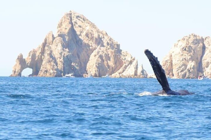 El Arco & Whale Watching: Small-Group Boat Tour in Cabo San Lucas photo 4