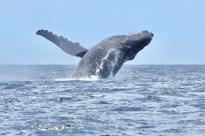 El Arco & Whale Watching: Small-Group Boat Tour in Cabo San Lucas photo 5