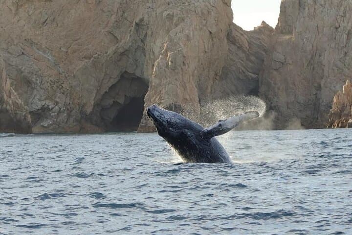 El Arco & Whale Watching: Small-Group Boat Tour in Cabo San Lucas photo 6