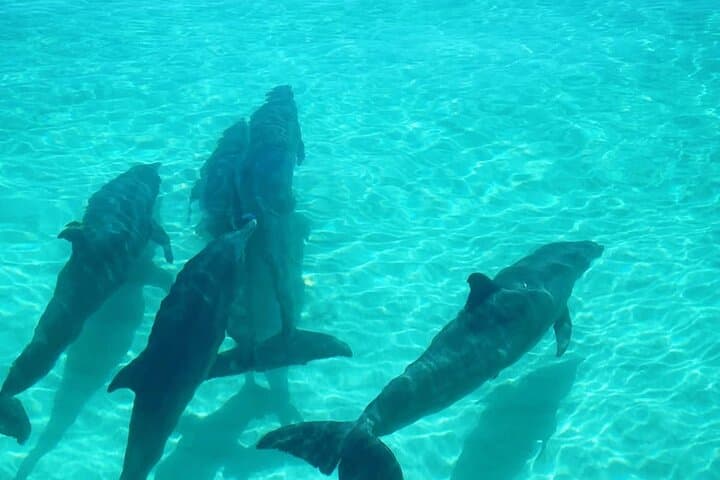 Key West Sandbar Snorkel & Sunset Cruise — Small-Group Charters photo 4