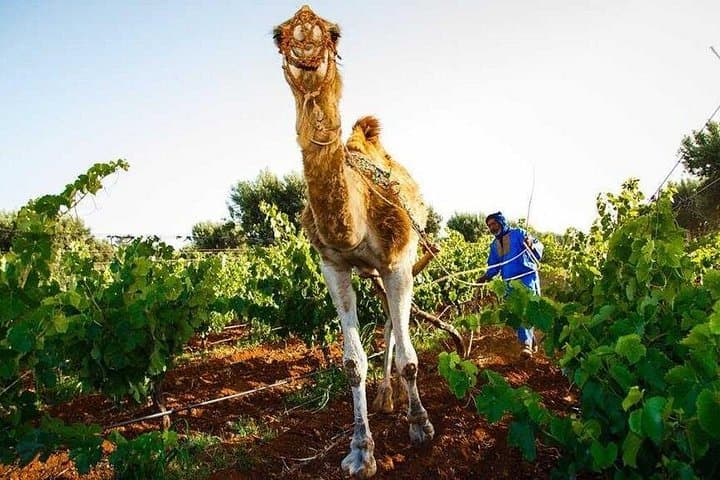 Essaouira Day Trip from Marrakech: Coastal Medinas, Argan Goats & Fresh Seafood photo 4