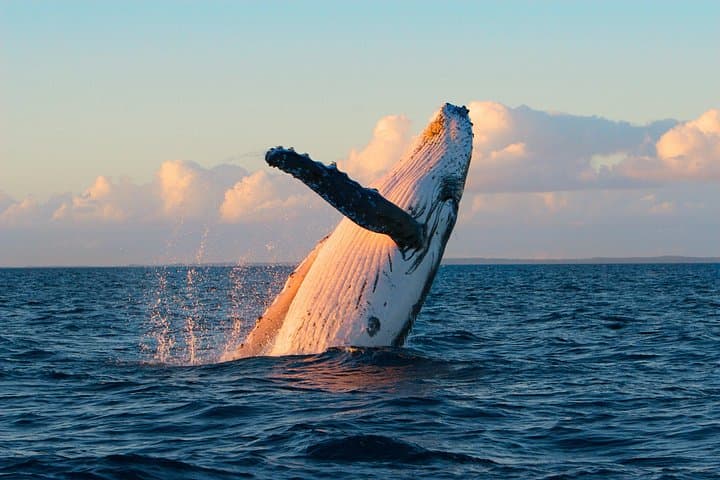 Waikoloa Deluxe Whale Watch: Kohala Coast Whale-Watching Cruise photo 4