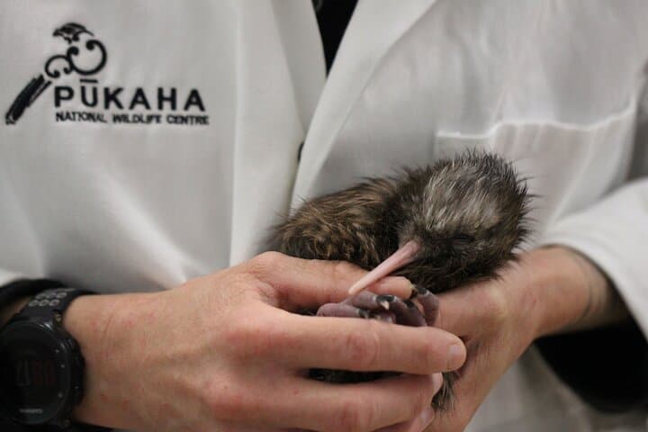 1-Hour Ranger Guided Tour of Pūkaha National Wildlife Centre