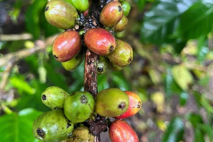 Private Bali Customizable Guided Tour — Full-Day Ubud to Coastal Highlights photo 4