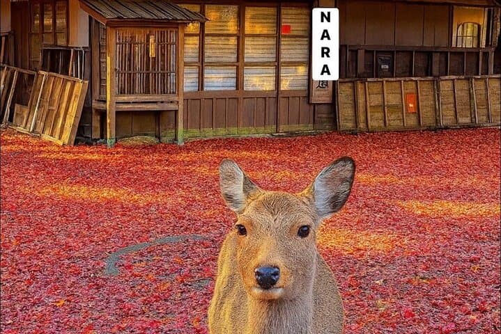 VIP Osaka and Nara One-Day Private Tour: A Practical Guide photo 2