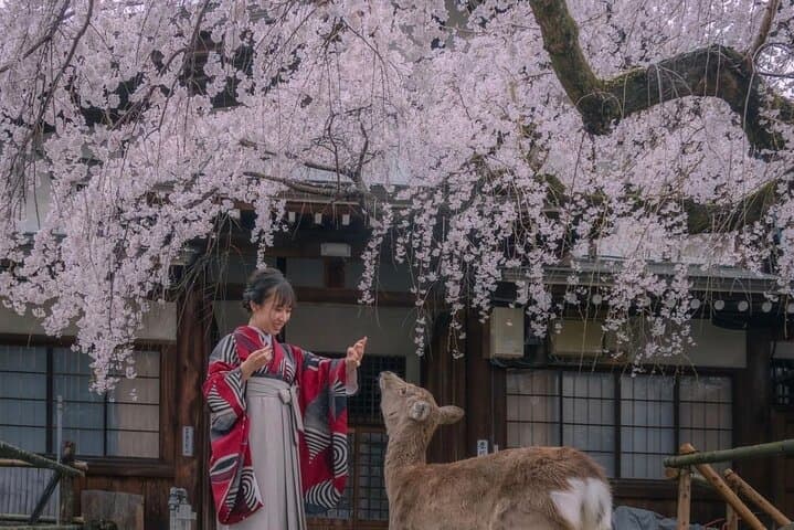 VIP Osaka and Nara One-Day Private Tour: A Practical Guide photo 3