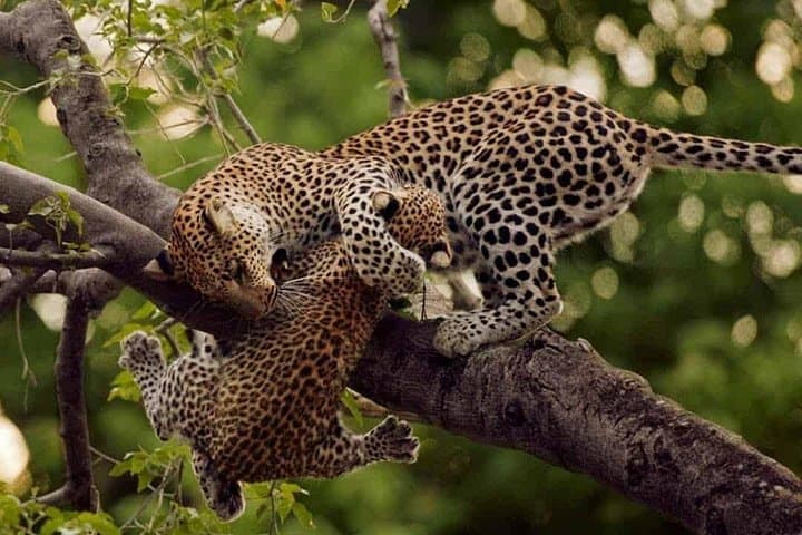 10-Day Uganda Big 5 & Gorilla Safari — Big Wildlife, Close Encounters, Practical Guide