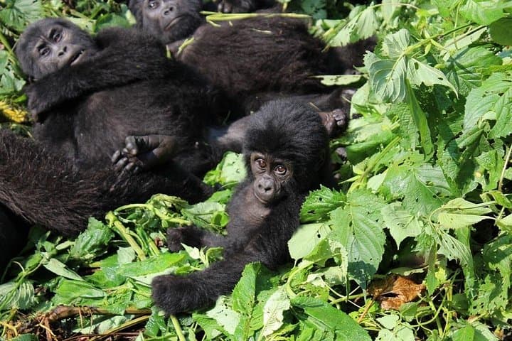 10-Day Uganda Big 5 & Gorilla Safari — Big Wildlife, Close Encounters, Practical Guide photo 3