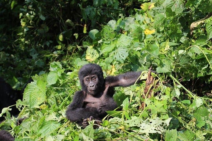 10-Day Uganda Big 5 & Gorilla Safari — Big Wildlife, Close Encounters, Practical Guide photo 4
