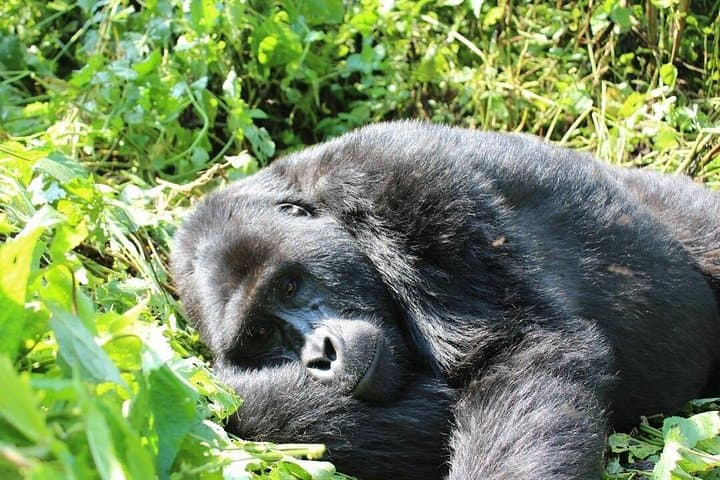 10-Day Uganda Big 5 & Gorilla Safari — Big Wildlife, Close Encounters, Practical Guide photo 5