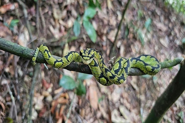Sinharaja Rain Forest Day Tour: Guided Trek from Mirissa with Tea Estate Visit photo 6
