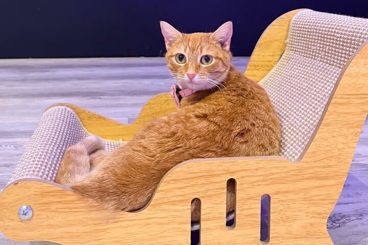 Cat Café Maui: Relax with Rescue Cats at Queen Kaahumanu Center photo 2