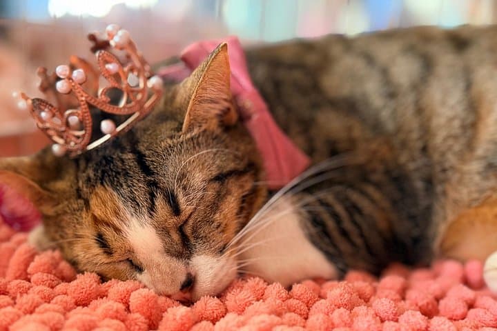 Cat Café Maui: Relax with Rescue Cats at Queen Kaahumanu Center photo 3