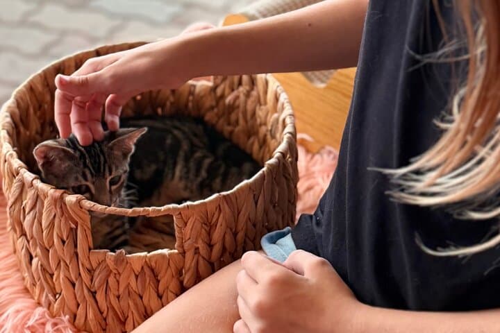 Cat Café Maui: Relax with Rescue Cats at Queen Kaahumanu Center photo 4