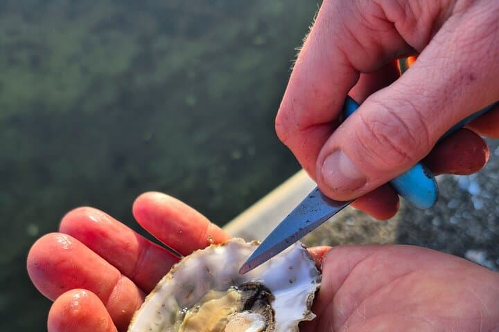 Zeeland Wild Oyster Picking Tour — Oosterschelde Oyster Picking, BBQ & Cava photo 4