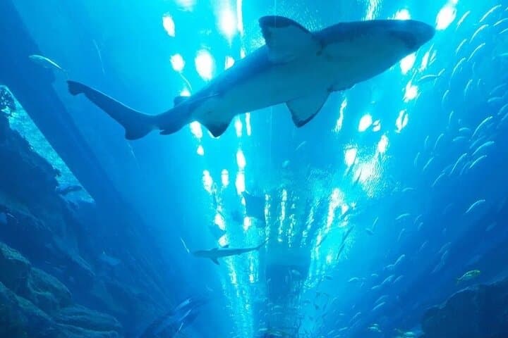 Dubai Underwater Zoo & Aquarium: Shark Tunnel, Penguin Cove, and Behind‑the‑Scenes Access photo 5