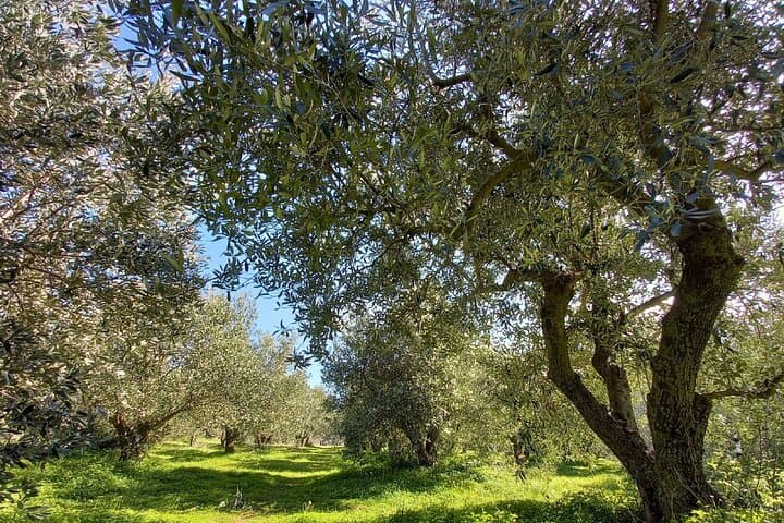 Nafplio to Argos: Larissa Castle and Olive Grove Tasting Experience photo 4