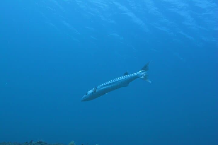 Discover Scuba Diving in Amed and Tulamben — Beginner Day Trip to Coral Reefs photo 3